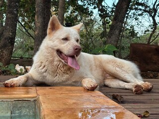 "Em choque": tutora soube por vídeo que cão era agredido em hotel de pets "Em choque": tutora soube por vídeo que cão era agredido em hotel de pets