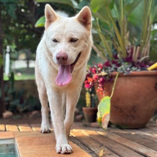 "Em choque": tutora soube por vídeo que cão era agredido em hotel de pets "Em choque": tutora soube por vídeo que cão era agredido em hotel de pets