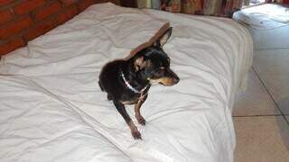 Pinscher de 7 anos desaparece ao sair por baixo de portão Pinscher de 7 anos desaparece ao sair por baixo de portão