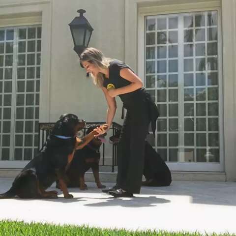 Briga entre c&atilde;es: sinais de alerta e cuidados que hot&eacute;is e creches devem ter