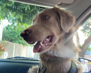 Luffy fugiu de casa na Vila Carlota e tutor pede ajuda para encontrá-lo Luffy fugiu de casa na Vila Carlota e tutor pede ajuda para encontrá-lo