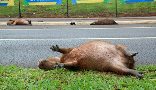 “É frequente”: três capivaras são atropeladas na Avenida Afonso Pena “É frequente”: três capivaras são atropeladas na Avenida Afonso Pena