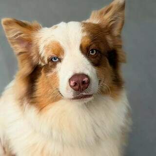 Tutor de cão agredido, influencer questiona: “E se não viralizasse?” Tutor de cão agredido, influencer questiona: “E se não viralizasse?”