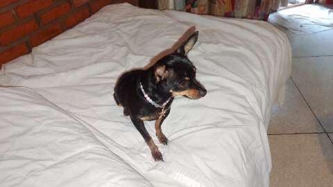 Pinscher de 7 anos desaparece ao sair por baixo de port&atilde;o