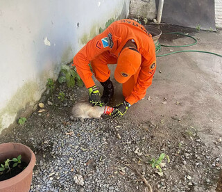 Chamou os bombeiros? Pode ser cobra, quati, aranha ou at&eacute; on&ccedil;a