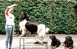 Briga entre c&atilde;es: sinais de alerta e cuidados que hot&eacute;is e creches devem ter