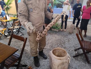 Chamou os bombeiros? Pode ser cobra, quati, aranha ou at&eacute; on&ccedil;a