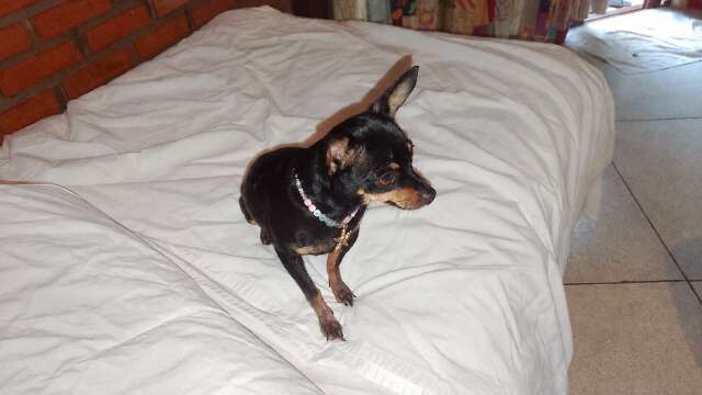 Pinscher de 7 anos desaparece ao sair por baixo de port&atilde;o