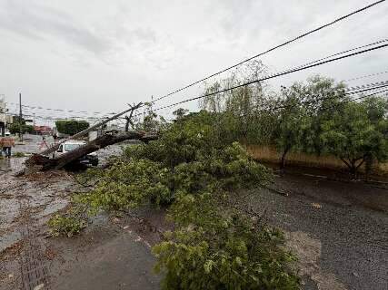 Lojistas cobram poda de &aacute;rvore preventiva ap&oacute;s suspens&atilde;o de licita&ccedil;&atilde;o na Capital