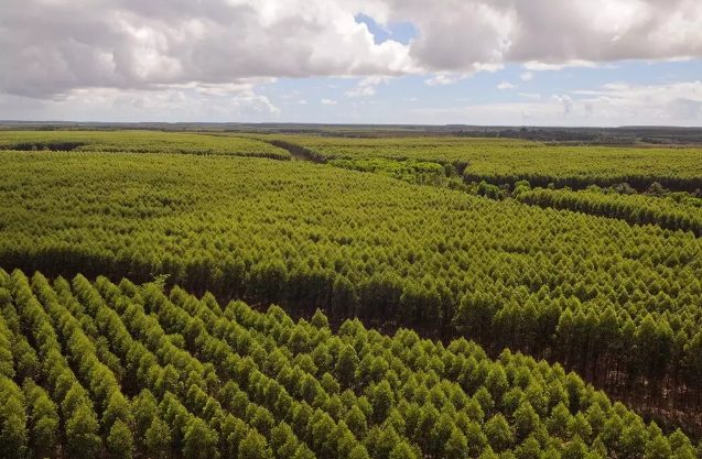 Agricultura e silvicultura avan&ccedil;am no Cerrado de MS enquanto as pastagens recuam