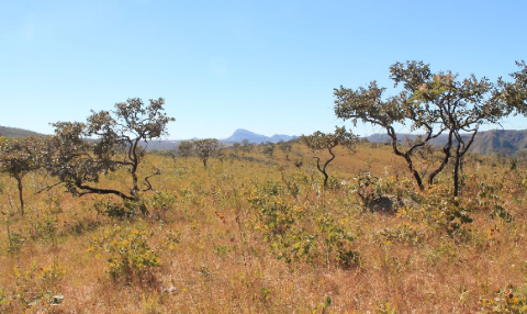 Cerrado de MS perdeu 55,7% da vegeta&ccedil;&atilde;o nativa; cobertura atual chega a s&oacute; 23,6%