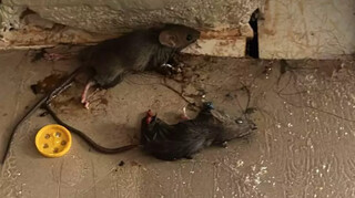 Mato alto e lixo agravam infestação de ratos no Serraville Mato alto e lixo agravam infestação de ratos no Serraville