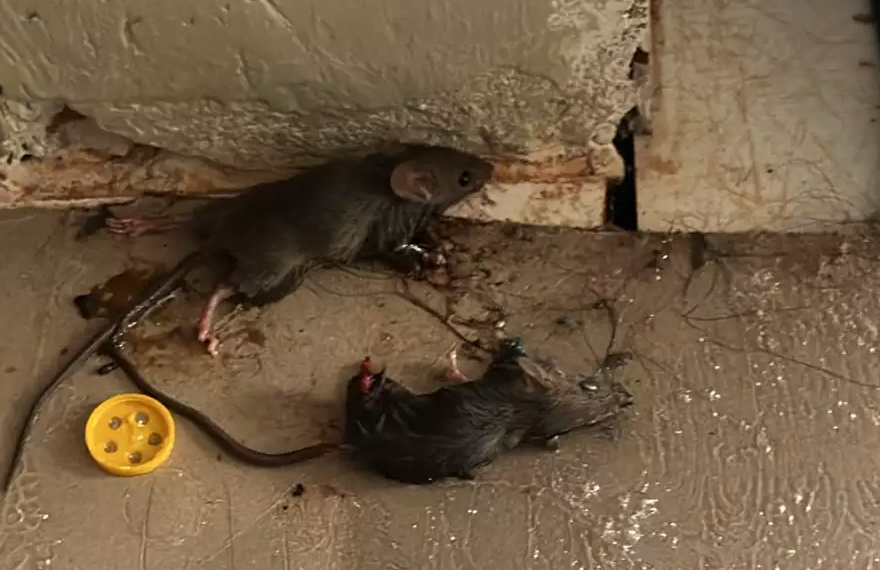 Mato alto e lixo agravam infestação de ratos no Serraville