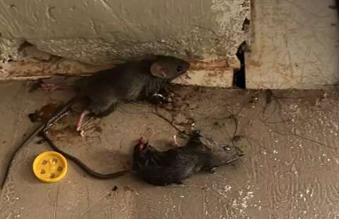Mato alto e lixo agravam infesta&ccedil;&atilde;o de ratos no Serraville