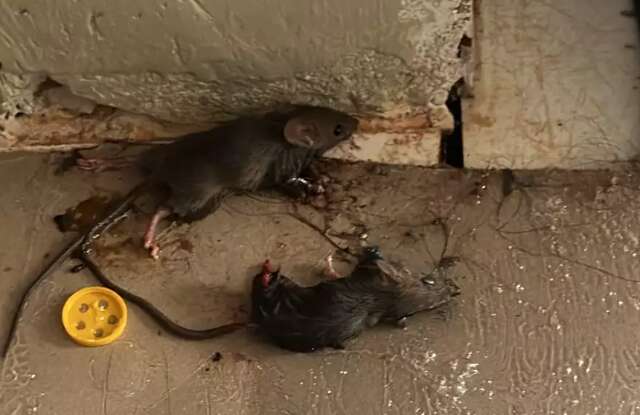 Mato alto e lixo agravam infesta&ccedil;&atilde;o de ratos no Serraville