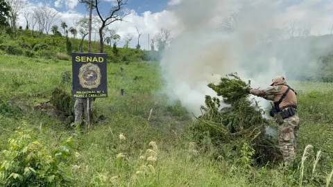 Planta&ccedil;&atilde;o de maconha &eacute; destru&iacute;da a 1 km de aeroporto na fronteira