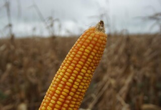El Ni&ntilde;o coloca safra de MS em alerta por excesso de chuva e calor