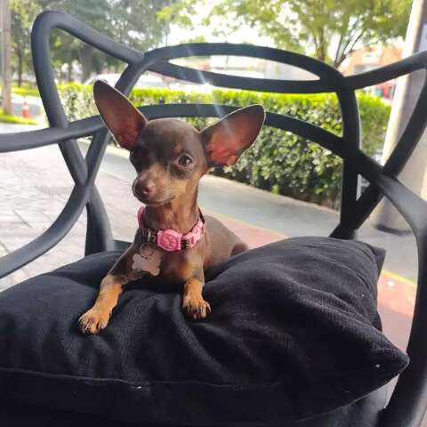 Viu a Lilly? Pinscher de 4 anos desaparece na regi&atilde;o das Moreninhas