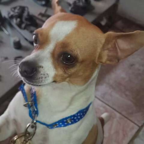 Cachorro &eacute; encontrado na porta de supermercado e procura pelos tutores