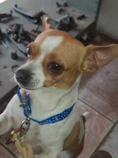 Cachorro é encontrado na porta de supermercado e procura pelos tutores Cachorro é encontrado na porta de supermercado e procura pelos tutores