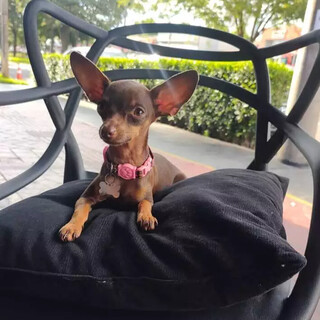 Viu a Lilly? Pinscher de 4 anos desaparece na região das Moreninhas Viu a Lilly? Pinscher de 4 anos desaparece na região das Moreninhas