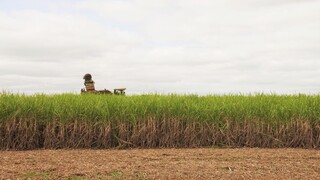 El Ni&ntilde;o coloca safra de MS em alerta por excesso de chuva e calor