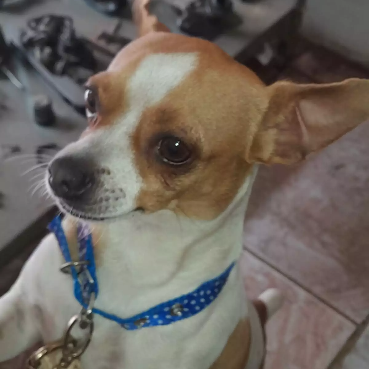 Cachorro é encontrado na porta de supermercado e procura pelos tutores