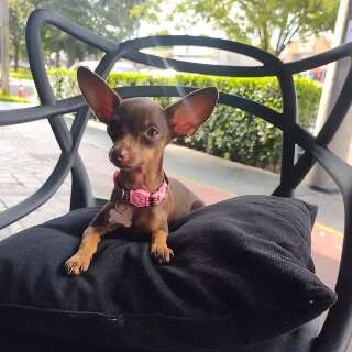 Viu a Lilly? Pinscher de 4 anos desaparece na regi&atilde;o das Moreninhas