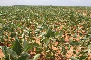 Esperar El Niño chegar pode ser tarde para evitar perdas, alerta Embrapa Esperar El Niño chegar pode ser tarde para evitar perdas, alerta Embrapa