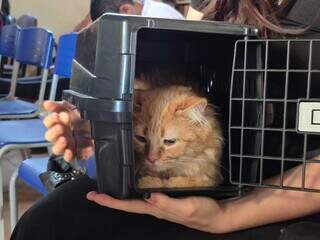 CCZ suspende distribuição de senhas para castração de gatos no feriado CCZ suspende distribuição de senhas para castração de gatos no feriado