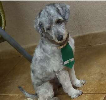 C&atilde;o idoso "Chiquinho" desaparece na Vila Margarida e fam&iacute;lia pede ajuda