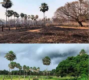 Inc&ecirc;ndios causam mais perdas de carbono do que Pantanal consegue recuperar