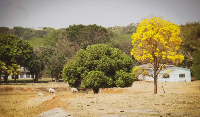 Vegeta&ccedil;&atilde;o de MS perde 34% do carbono armazenado em 40 anos