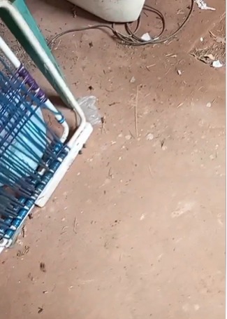 Infestação de sapinhos invade casas e assusta moradores do Jardim Los Angeles