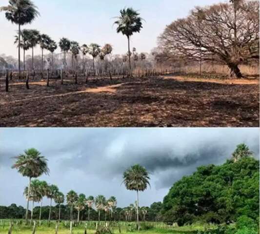 Inc&ecirc;ndios causam mais perdas de carbono do que Pantanal consegue recuperar