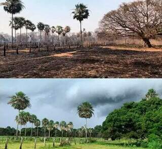 Incêndios causam mais perdas de carbono do que Pantanal consegue recuperar Incêndios causam mais perdas de carbono do que Pantanal consegue recuperar