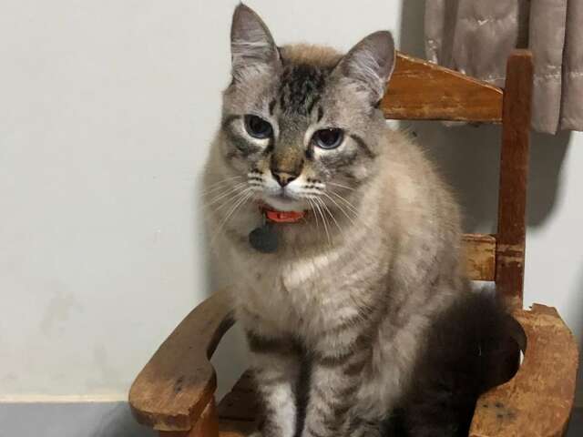 Gato de 11 anos desaparece durante obra no Santo Amaro