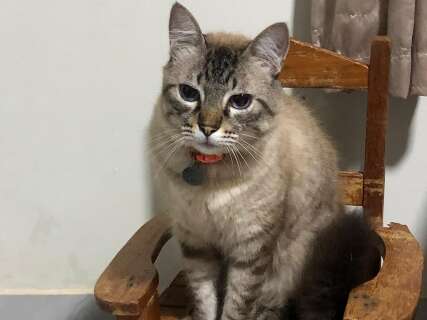 Gato de 11 anos desaparece durante obra no Santo Amaro