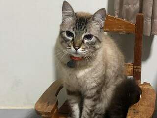 Gato de 11 anos desaparece durante obra no Santo Amaro Gato de 11 anos desaparece durante obra no Santo Amaro