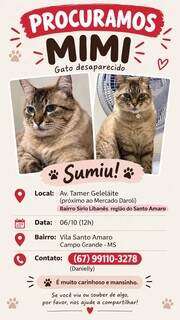 Gato de 11 anos desaparece durante obra no Santo Amaro Gato de 11 anos desaparece durante obra no Santo Amaro