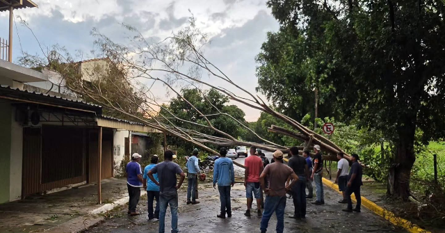 Temporal de 50 km/h deixa quase 100 &aacute;rvores ca&iacute;das e ruas bloqueadas