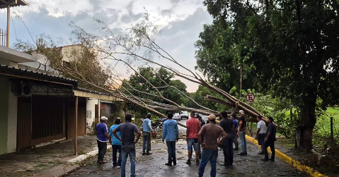 Temporal de 50 km/h deixa quase 100 &aacute;rvores ca&iacute;das e ruas bloqueadas