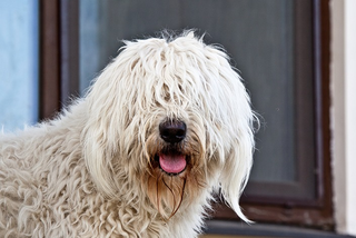 O pelo do seu cachorro esconde mais do que voc&ecirc; imagina; entenda