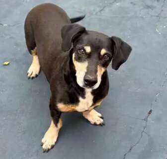 Tutora procura por Trov&atilde;o, c&atilde;ozinho idoso e com tumor no ba&ccedil;o