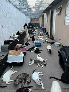 Dívida de R$ 10 mil impede novos resgates por ONG que cuida de 300 gatos Dívida de R$ 10 mil impede novos resgates por ONG que cuida de 300 gatos