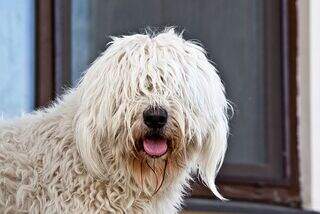O pelo do seu cachorro esconde mais do que você imagina; entenda