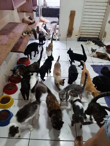 D&iacute;vida de R$ 10 mil impede novos resgates por ONG que cuida de 300 gatos