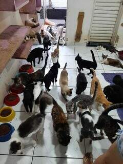 Dívida de R$ 10 mil impede novos resgates por ONG que cuida de 300 gatos Dívida de R$ 10 mil impede novos resgates por ONG que cuida de 300 gatos