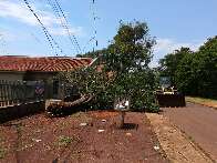 Temporal com ventania de at&eacute; 80 km/h derruba &aacute;rvores em 5 regi&otilde;es de Dourados