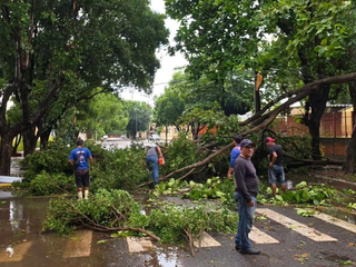 Temporal de 50 km/h deixa quase 100 árvores caídas e ruas bloqueadas Temporal de 50 km/h deixa quase 100 árvores caídas e ruas bloqueadas